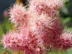 Spiraea douglasii