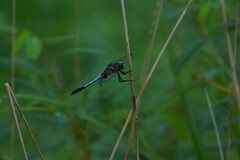 Orthetrum albistylum