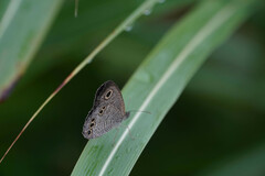 Ypthima argus