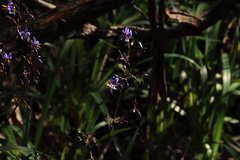 Dianella caerulea
