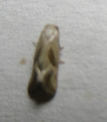 Eugnosta bimaculana