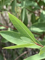 Apocynum cannabinum