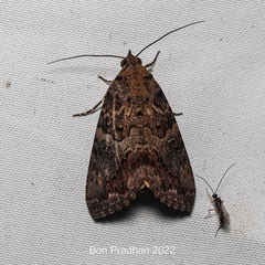 Noctuoidea