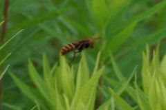 Vespa analis insularis