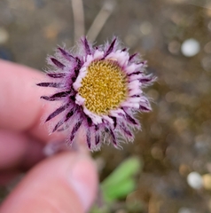 Erigeron humilis