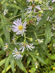 Symphyotrichum prenanthoides
