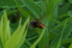 Vespa analis insularis