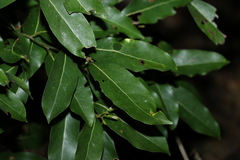 Cryptocarya microneura