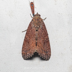 Noctuidae