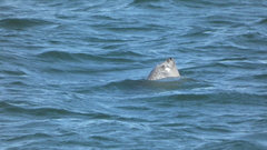 Phoca vitulina vitulina