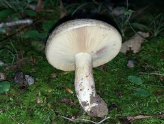 Lactarius maculatus