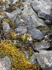Draba pilosa