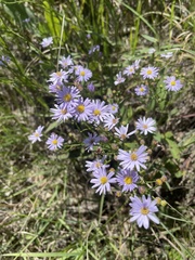 Symphyotrichum oolentangiense