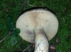 Lactarius maculatus