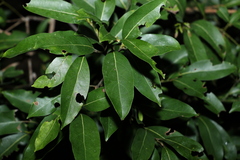 Cryptocarya microneura