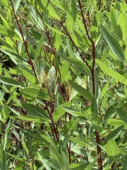 Apocynum cannabinum