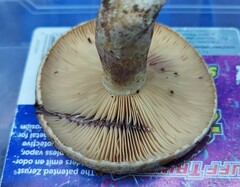 Lactarius maculatus
