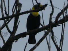 Ramphastos ambiguus