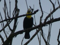 Ramphastos ambiguus