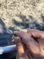 Cicindela hirticollis