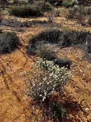 Olearia pimeleoides