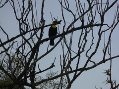 Ramphastos ambiguus