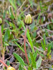 Erigeron humilis