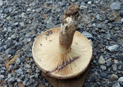 Lactarius maculatus