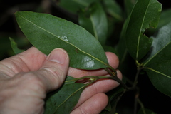 Cryptocarya microneura