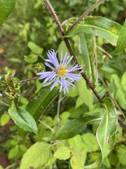 Symphyotrichum prenanthoides