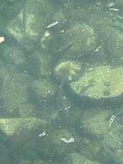 Atherinops affinis