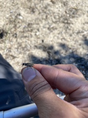 Cicindela hirticollis