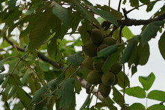 Juglans ailantifolia