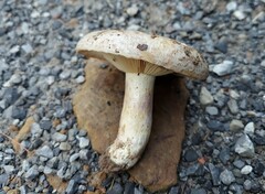 Lactarius maculatus