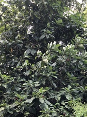 Magnolia