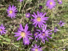 Symphyotrichum sericeum