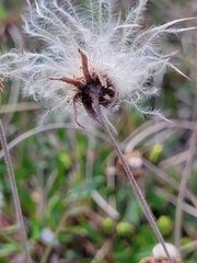 Erigeron humilis