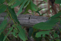 Juglans ailantifolia