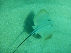 Dasyatis pastinaca