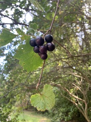Vitis rotundifolia