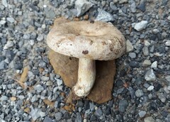 Lactarius maculatus