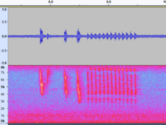 Cistothorus stellaris