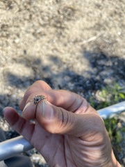 Cicindela hirticollis