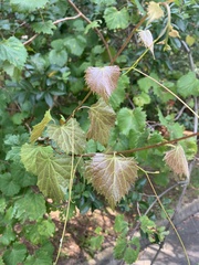 Vitis rotundifolia