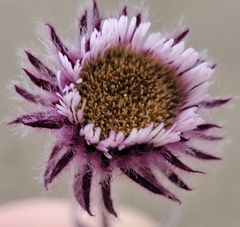 Erigeron humilis