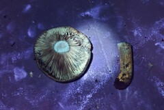 Lactarius maculatus