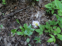 Erigeron philadelphicus philadelphicus