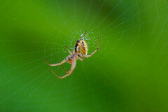 Neoscona adianta