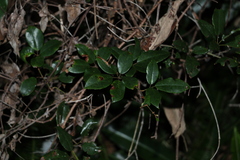 Cissus hypoglauca