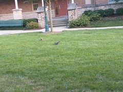 Sciurus carolinensis